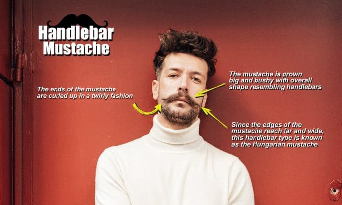 handlebar mustache anatomy handlebar mustache anatomy