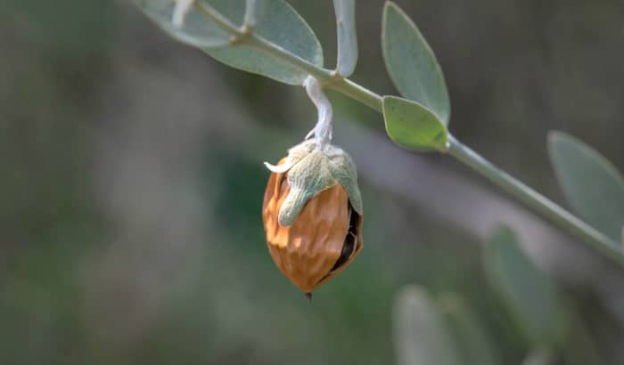 jojoba tree kernel